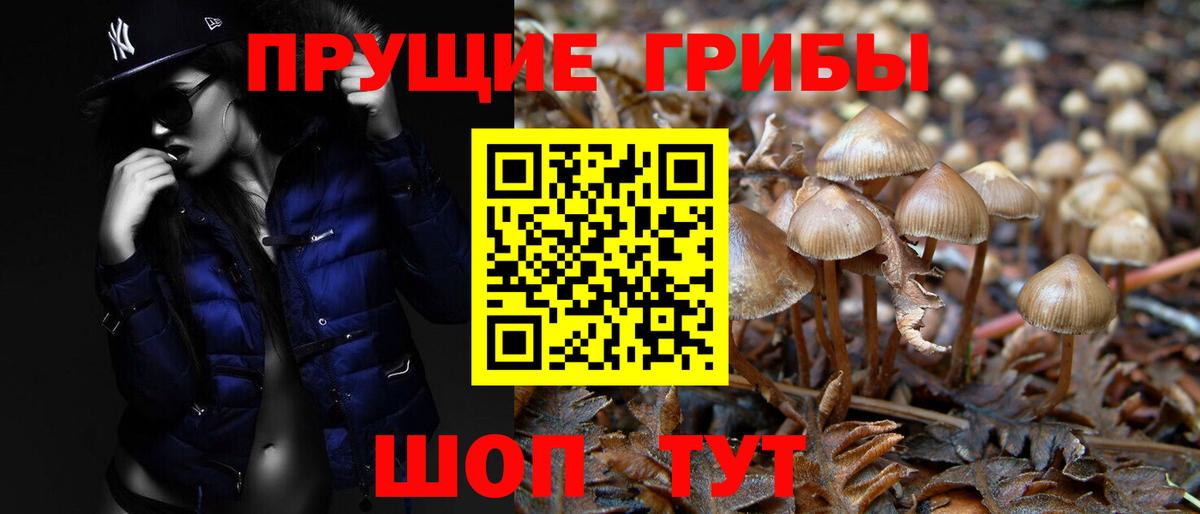 Псилоцибиновые грибы Cubensis Усинск